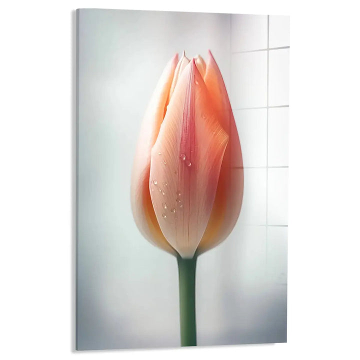 Tulp met druppels