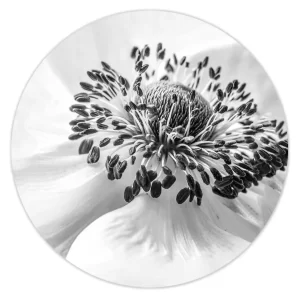 Hart van een Anemoon