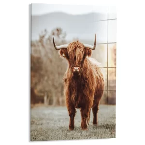 Schotse Hooglander in het veld