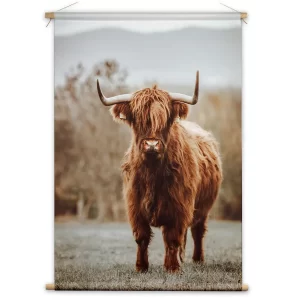 Schotse Hooglander in het veld