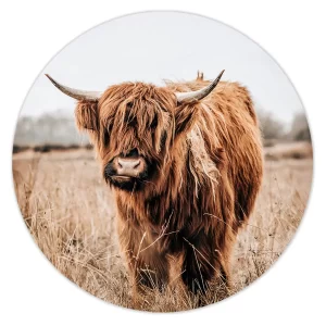 Majestueuze Schotse Hooglander