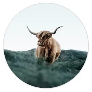 Schotse hooglander in het veld